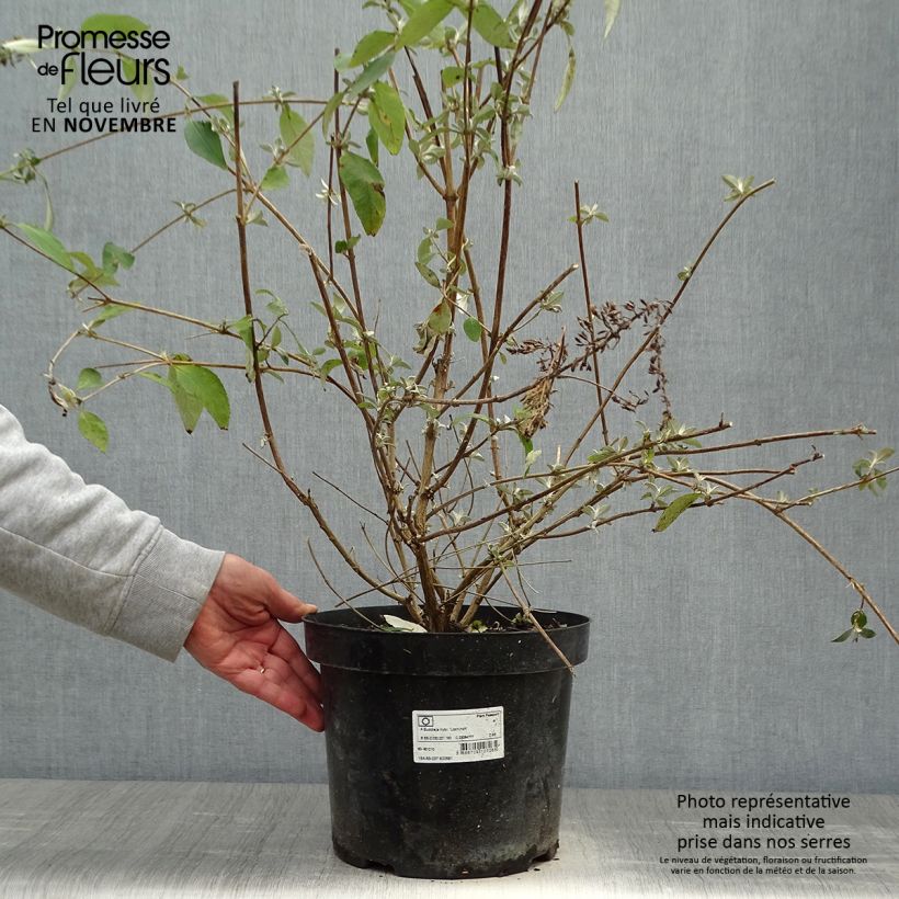 Exemplaar van Buddleja Lochinch - Vlinderstruik Pot van 7,5 l/10 l zoals geleverd in de herfst