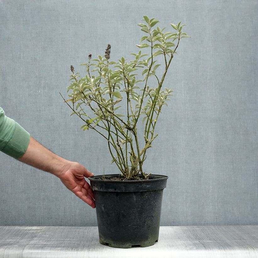 Exemplaar van Buddleja Lochinch - Vlinderstruik Pot van 7,5 l/10 l zoals geleverd in de zomer