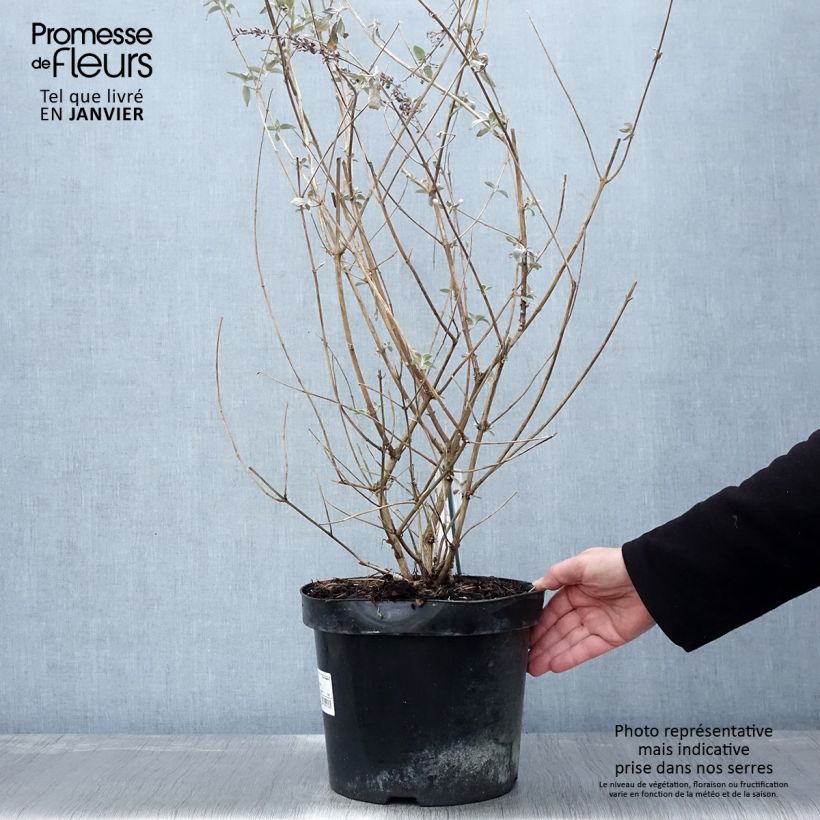 Example of Buddleia Lochinch - Arbre aux papillons Pot van 7,5 l/10 l as you get in hiver