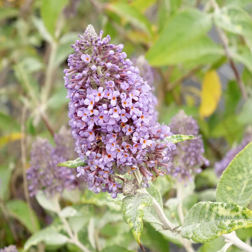 Buddleja Lochinch - Vlinderstruik (Bloei)
