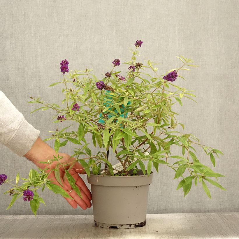 Exemplaar van Buddleia Magda's Gold Knight - Arbre aux papillons Pot de 3L/4L zoals geleverd in de herfst