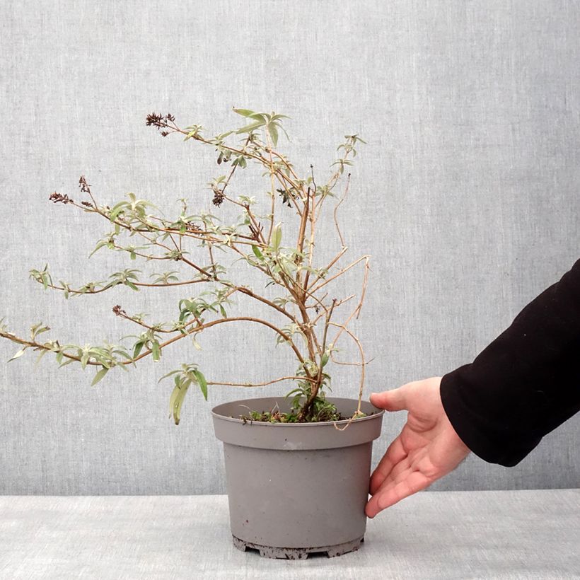 Example of Buddleia Magda's Gold Knight - Arbre aux papillons Pot van 3 l/4 l as you get in hiver