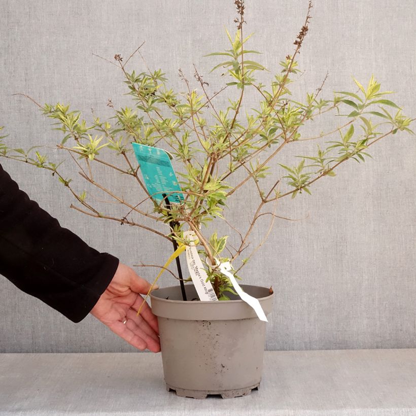 Exemplaar van Vlinderstruik Magda's Gold Knight - Buddleja Pot van 3 l/4 l zoals geleverd in de lente