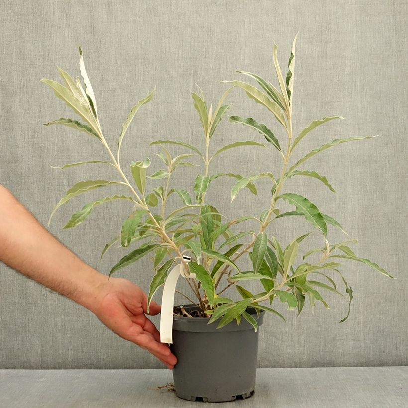 Exemplaar van Buddleja megalocephala - Vlinderstruik Pot van 3 l/4 l zoals geleverd in de zomer
