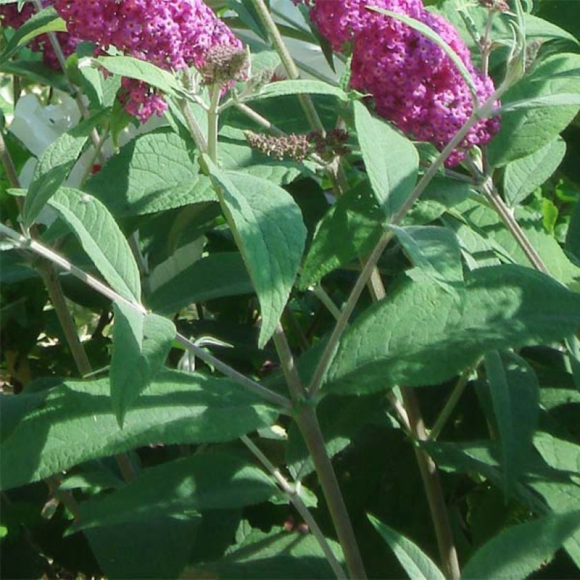 Vlinderstruik Miss Ruby - Buddleja (Foliage)