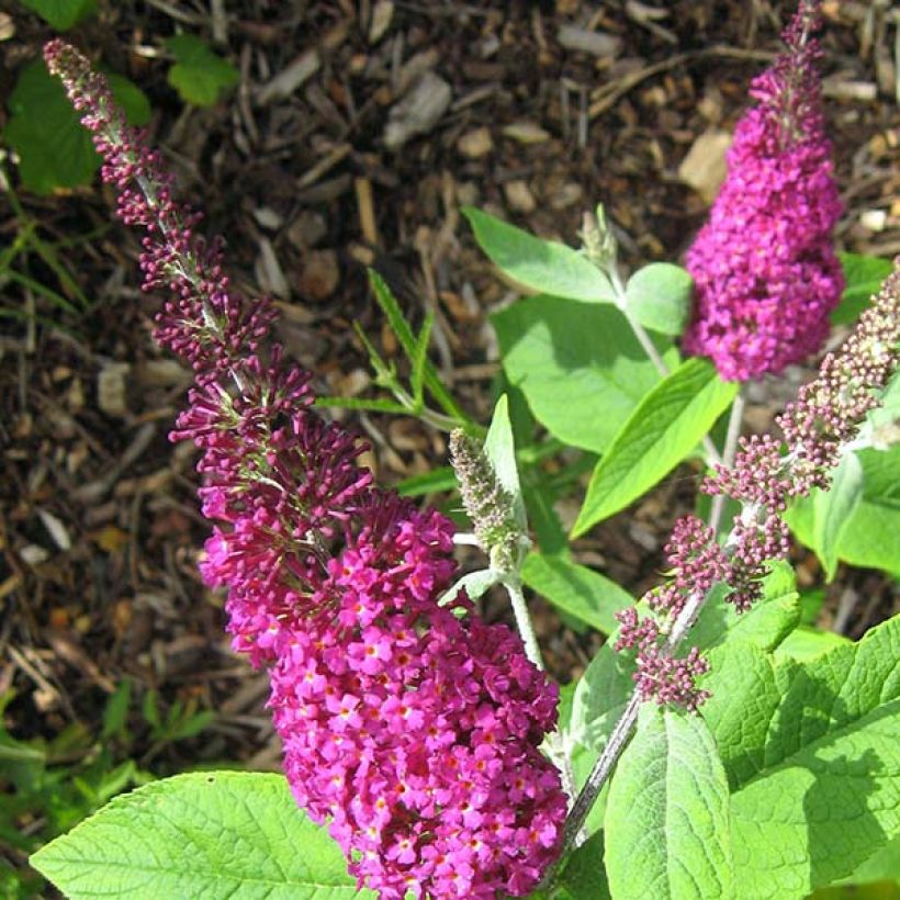 Vlinderstruik Miss Ruby - Buddleja (Flowering)