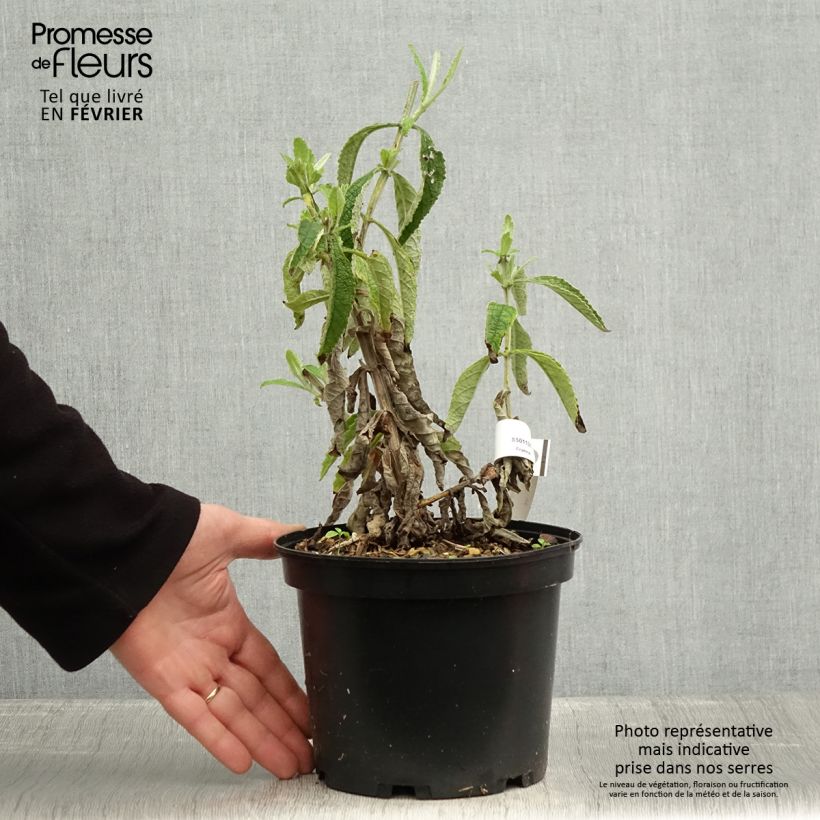 Example of Buddleia Orange Sceptre - Arbre aux papillons Pot van 3 l/4 l as you get in hiver