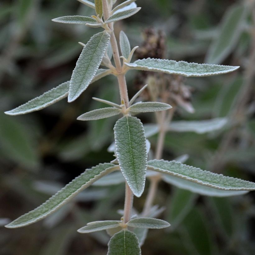 Buddleja Silver Anniversary - Vlinderstruik (Foliage)