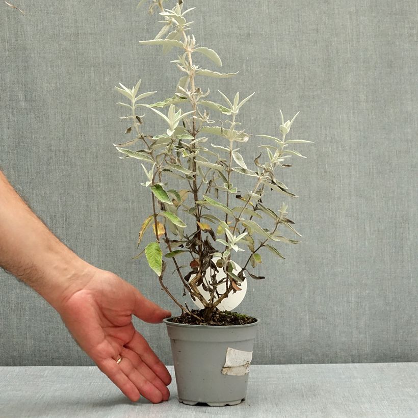 Exemplaar van Buddleja Silver Anniversary - Vlinderstruik Pot van 12 cm / 13 cm zoals geleverd in de zomer