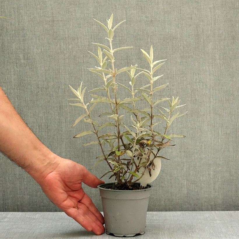 Exemplaar van Buddleja Silver Anniversary - Vlinderstruik Pot van 12 cm / 13 cm zoals geleverd in de lente