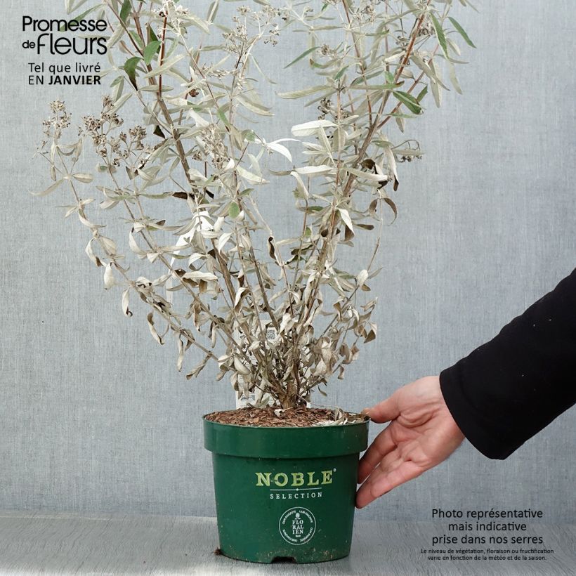 Example of Buddleja Silver Anniversary - Vlinderstruik Pot van 3 l/4 l as you get in hiver
