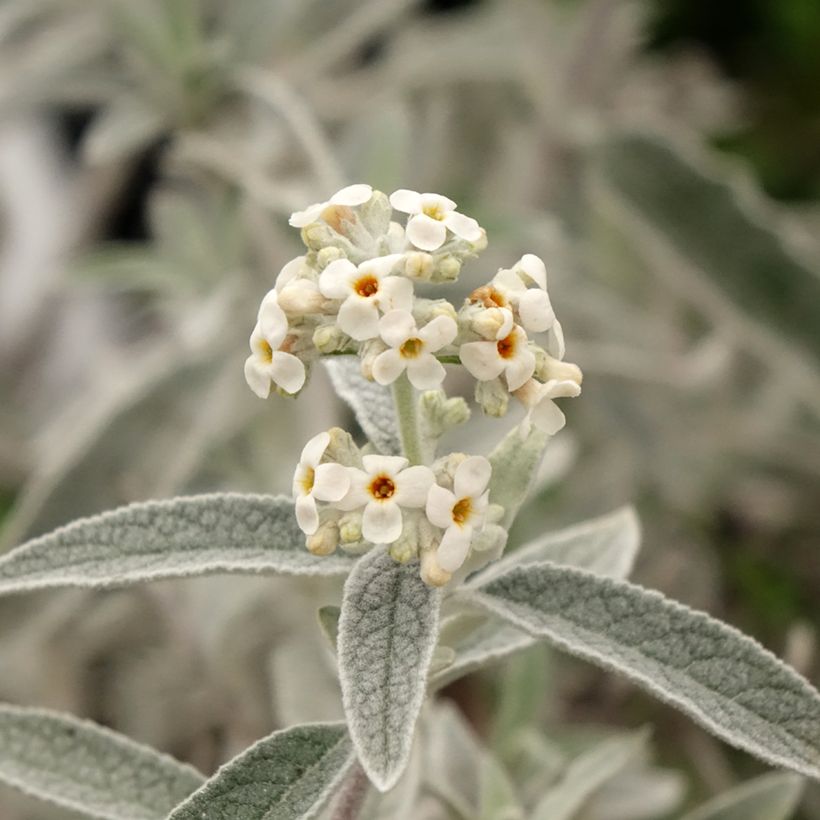 Buddleja Silver Anniversary - Vlinderstruik (Bloei)