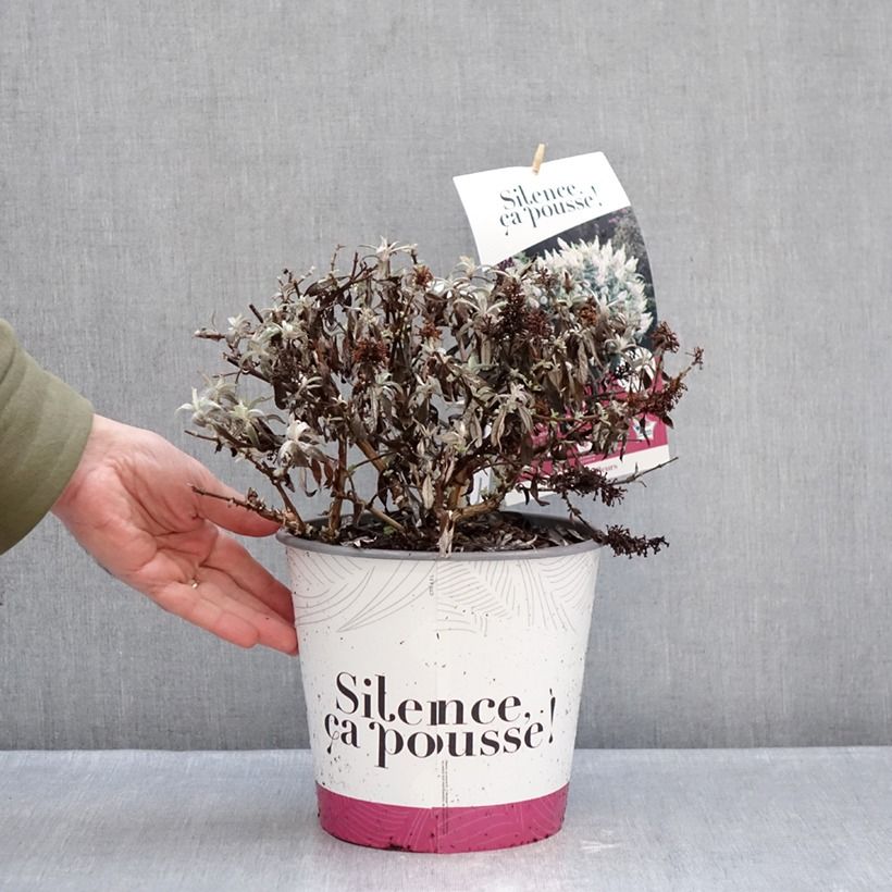 Exemplaar van Vlinderstruik Tiny Buddy Wit - Buddleja Pot van 4 l/5 l zoals geleverd in de winter