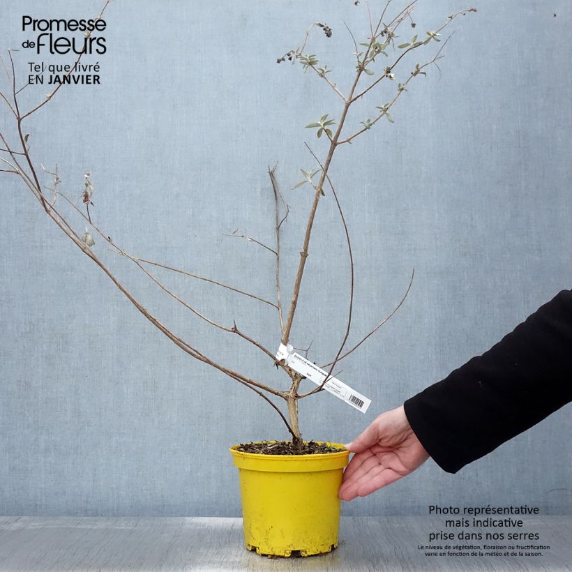 Example of Buddleia weyeriana Sungold - Arbre aux papillons Pot van 2 l/3 l as you get in hiver