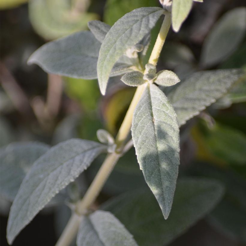 Vlinderstruik White Chip - Buddleja (Foliage)