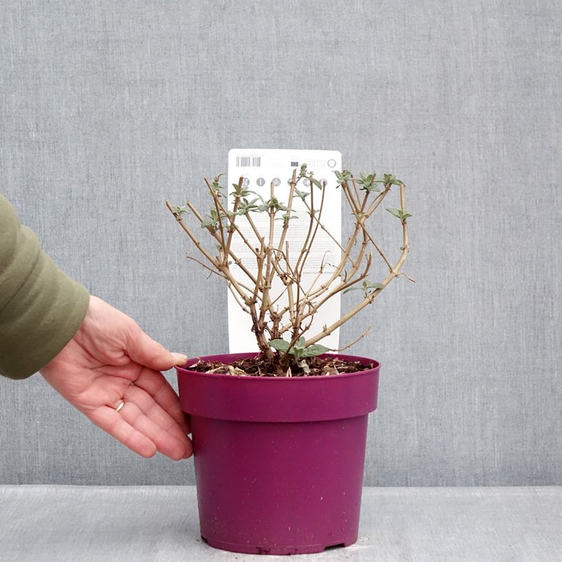 Exemplaar van Vlinderstruik Butterfly Candy Little Cerise - Buddleja davidii Pot van 3 l/4 l zoals geleverd in de winter