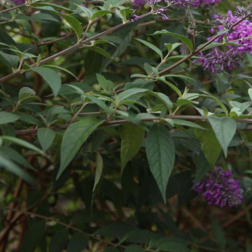Vlinderstruik Argus Velvet - Buddleja davidii (Foliage)