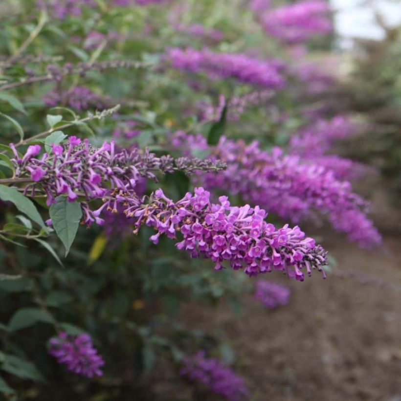 Vlinderstruik Argus Velvet - Buddleja davidii (Flowering)