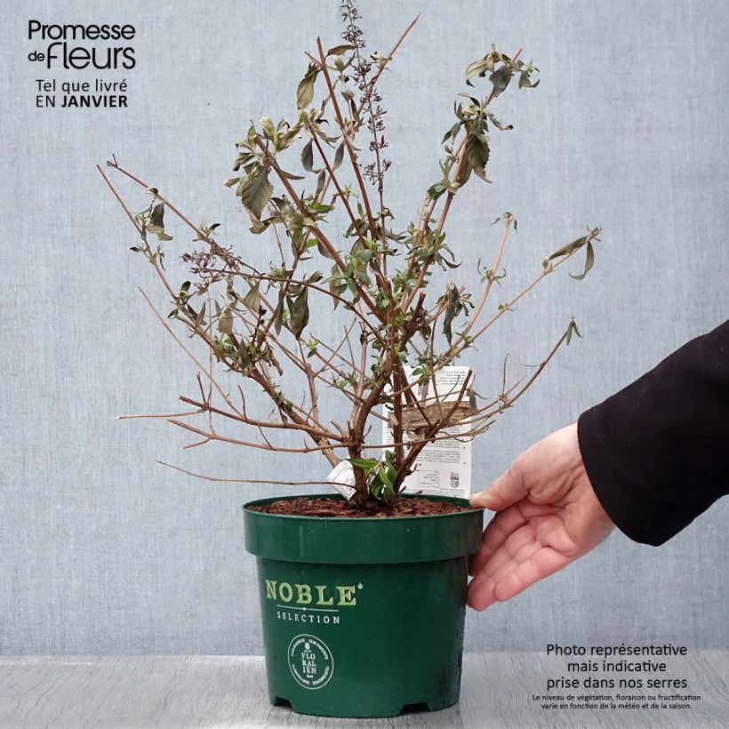 Example of Buddleja davidii Argus Velvet Pot van 3 l/4 l as you get in hiver