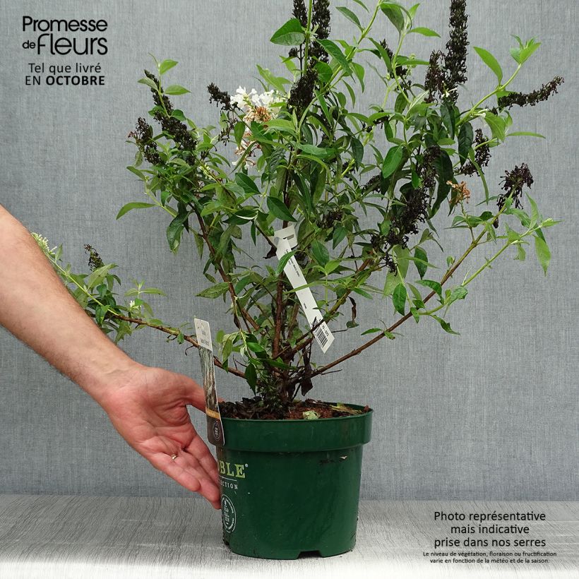 Exemplaar van Vlinderstruik Argus Wit - Buddleja davidii Pot van 3 l/4 l zoals geleverd in de herfst