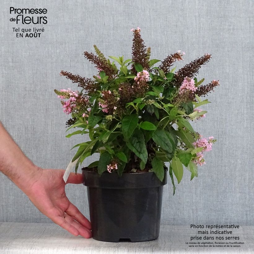 Exemplaar van Vlinderstruik Butterfly Candy Little Roze - Buddleja davidii Pot van 3 l/4 l zoals geleverd in de zomer