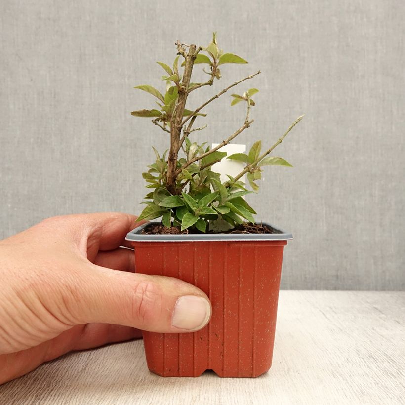 Example of Vlinderstruik Butterfly Candy Lila Sweetheart - Buddleja davidii Kweekpotje van 8/9 cm as you get in printemps