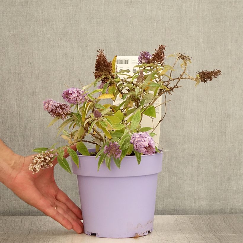 Exemplaar van Vlinderstruik Butterfly Candy Lila Sweetheart - Buddleja davidii Pot van 3 l/4 l zoals geleverd in de zomer