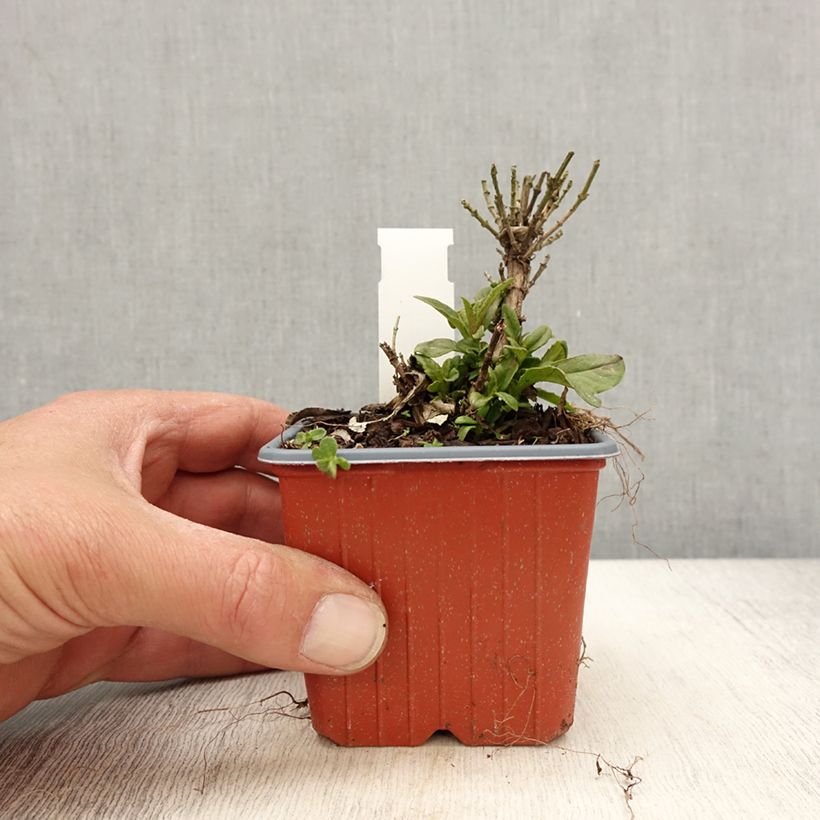 Example of Vlinderstruik Butterfly Candy Little Lila - Buddleja davidii Kweekpotje van 8/9 cm as you get in printemps