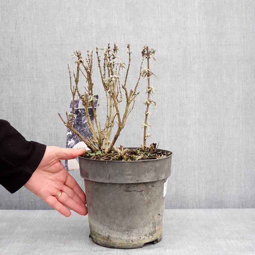 Example of Vlinderstruik Butterfly Candy Trio Little Paars Little Roze Little Lila - Buddleja davidii Pot van 4 l/5 l as you get in hiver