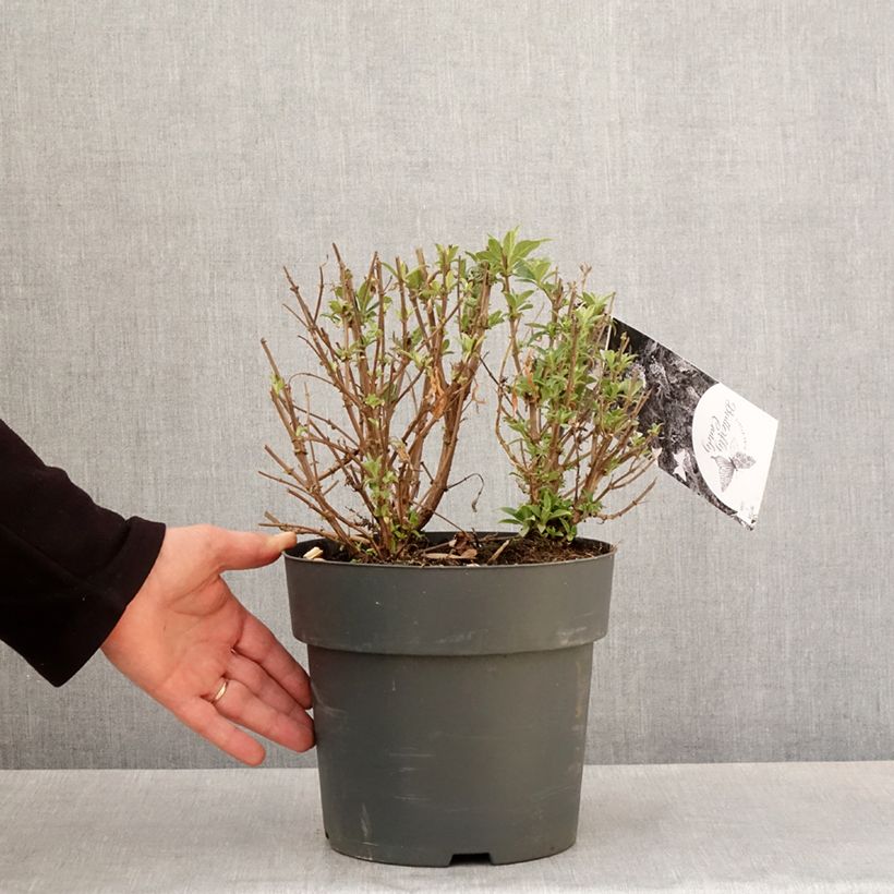 Exemplaar van Vlinderstruik Butterfly Candy Trio Little Paars Little Roze Little Lila - Buddleja davidii Pot van 4 l/5 l zoals geleverd in de lente