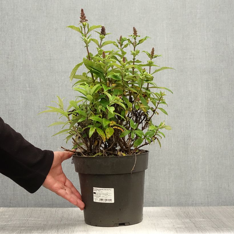 Exemplaar van Vlinderstruik Butterfly Candy Trio Little Sweetheart Wit Little Ruby - Buddleja davidii Pot van 4 l/5 l zoals geleverd in de zomer