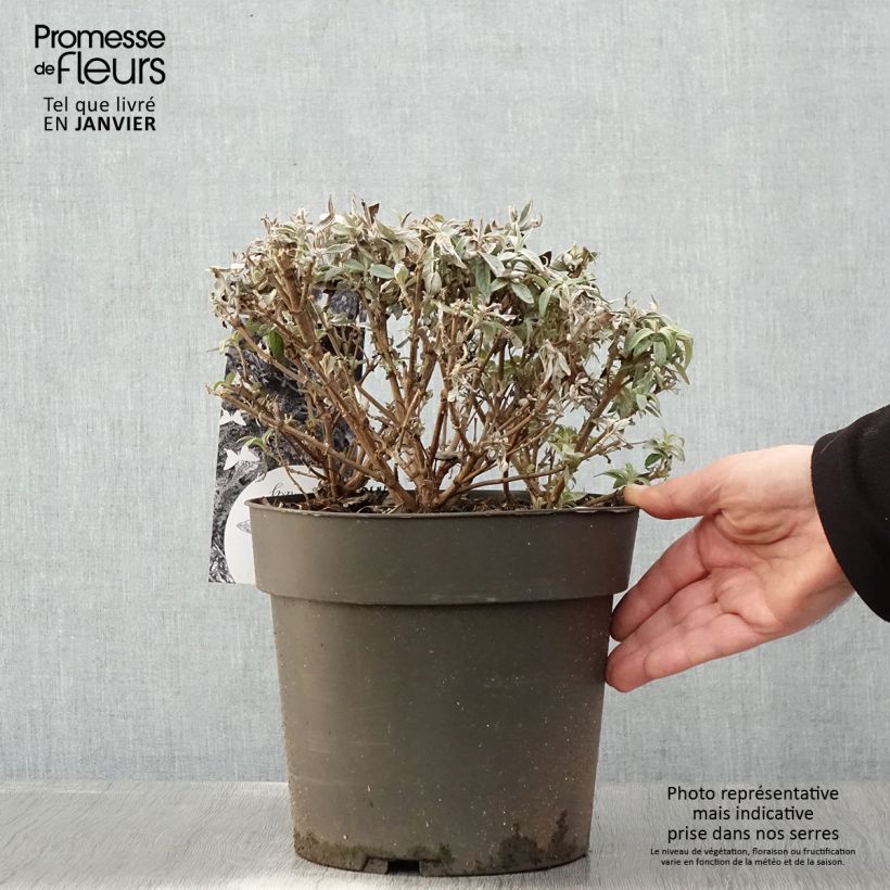 Example of Vlinderstruik Butterfly Candy Trio Little Sweetheart Wit Little Ruby - Buddleja davidii Pot van 4 l/5 l as you get in hiver