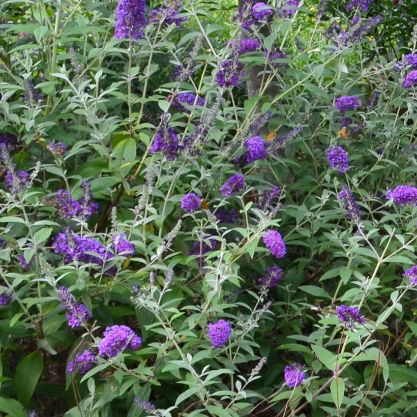Vlinderstruik Groovy Grape - Buddleja davidii (Flowering)