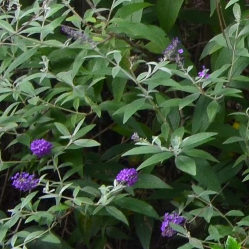 Vlinderstruik Groovy Grape - Buddleja davidii (Foliage)