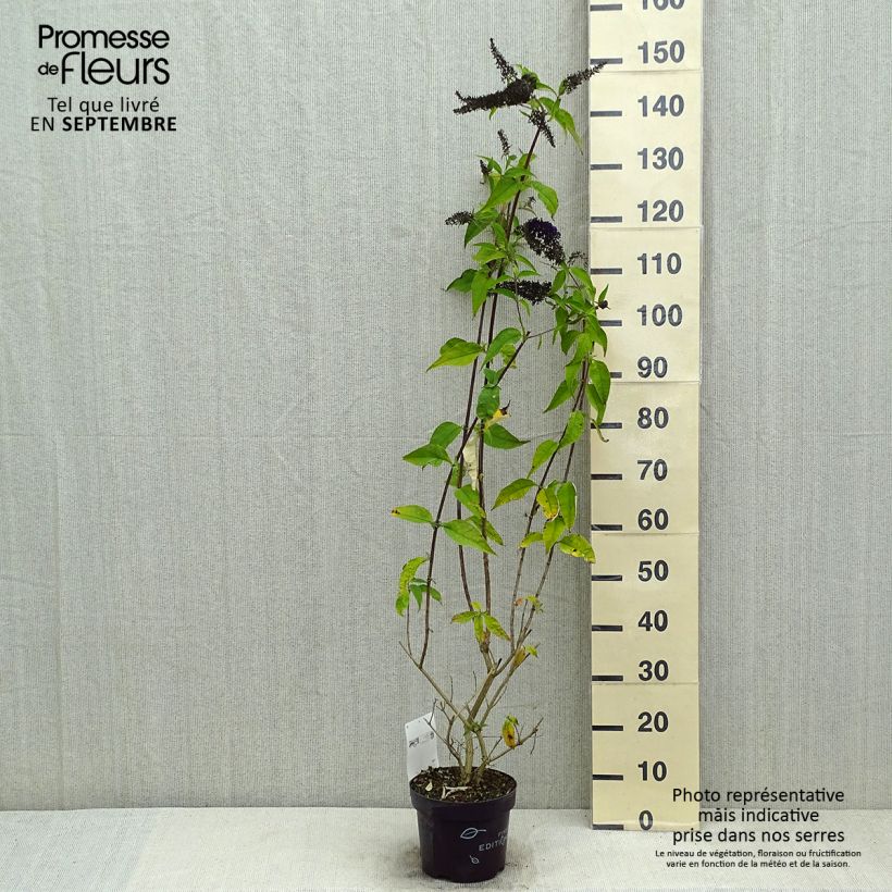 Exemplaar van Vlinderstruik Groovy Grape - Buddleja davidii Pot van 3 l/4 l zoals geleverd in de zomer