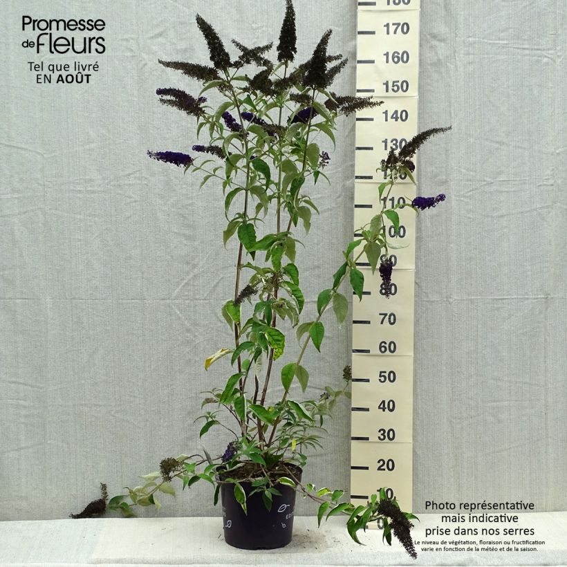 Exemplaar van Vlinderstruik Groovy Grape - Buddleja davidii Pot van 7,5 l/10 l zoals geleverd in de zomer