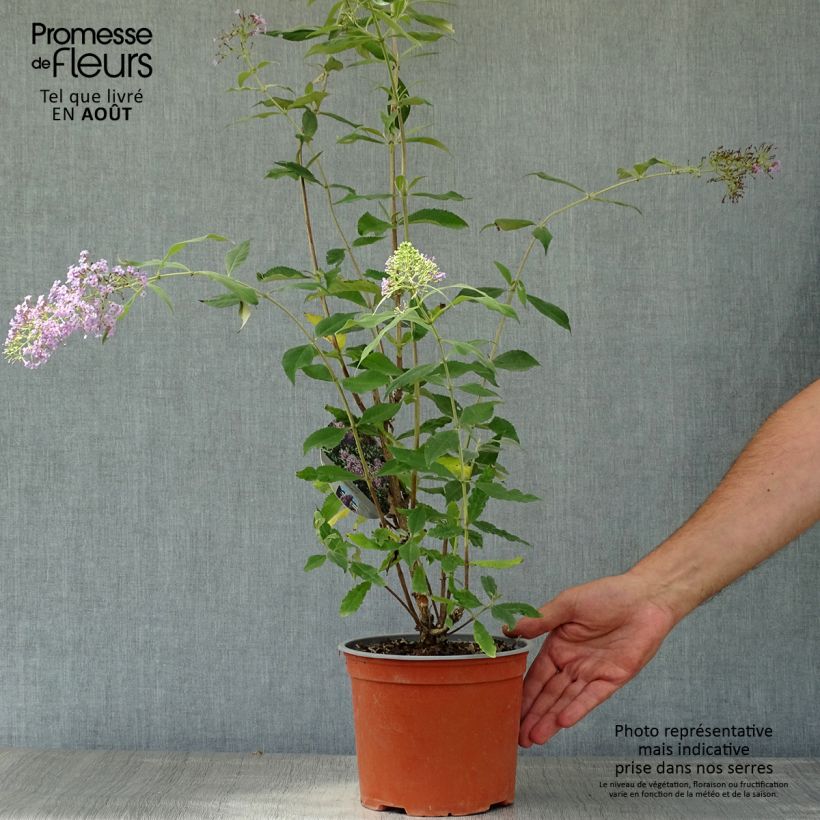 Exemplaar van Vlinderstruik Gulliver - Buddleja davidii Pot van 3 l/4 l zoals geleverd in de zomer