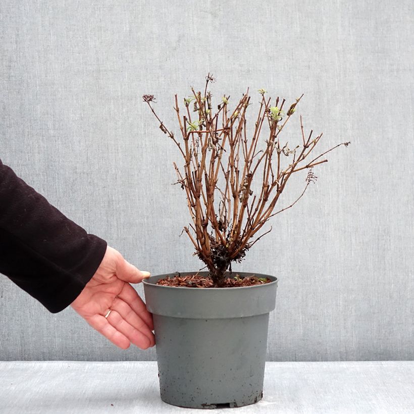 Example of Vlinderstruik Octopus Magenta - Buddleja davidii Pot van 3 l/4 l as you get in hiver