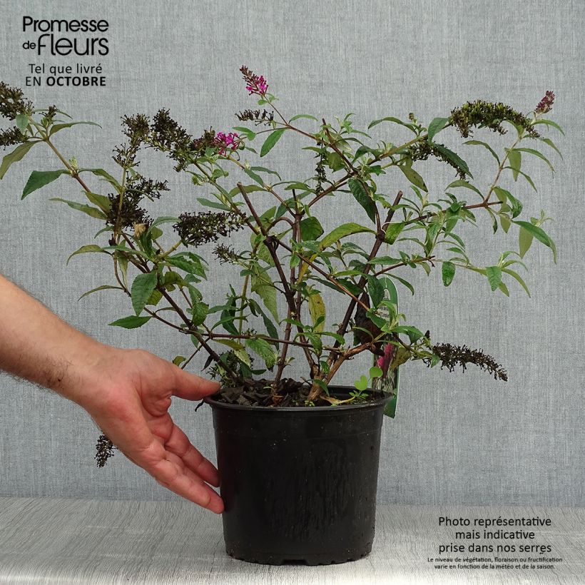 Exemplaar van Vlinderstruik Sugar Plum - Buddleja davidii Pot van 3 l/4 l zoals geleverd in de herfst