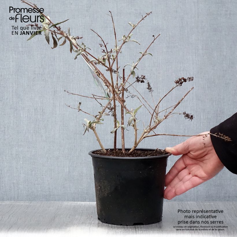 Example of Buddleja davidii Sugar Plum - Arbre aux papillons Pot van 3 l/4 l as you get in hiver