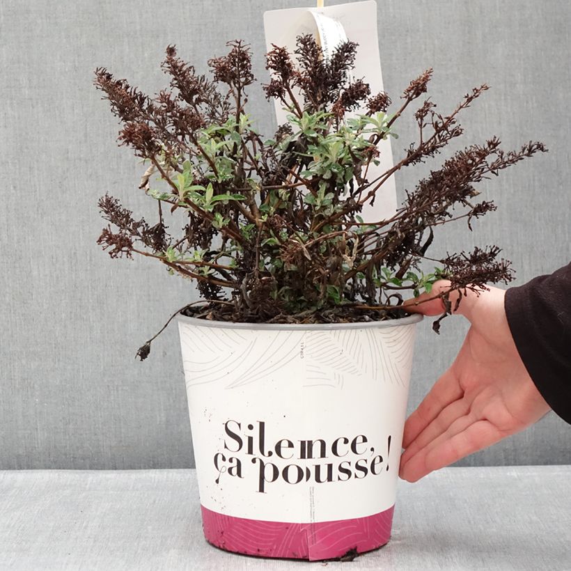 Exemplaar van Vlinderstruik Tiny Buddy Hot Roze - Buddleja Pot van 4 l/5 l zoals geleverd in de winter