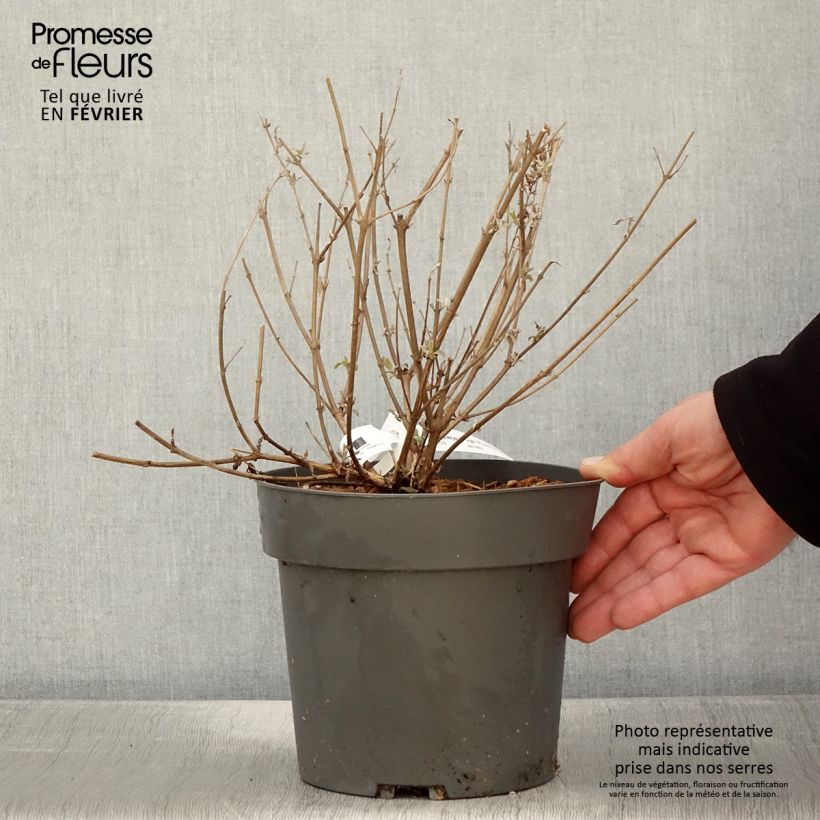 Example of Buddleja High Five Purple - Arbre aux papillons Pot van 2 l/3 l as you get in hiver