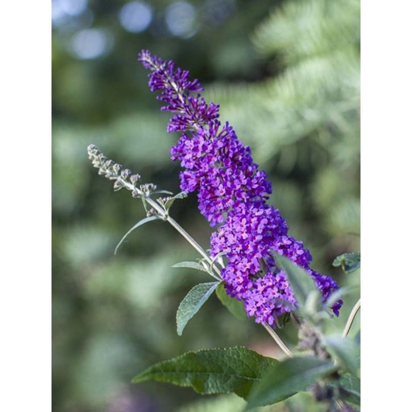 Vlinderstruik Psychedelic Sky - Buddleja davidii (Flowering)