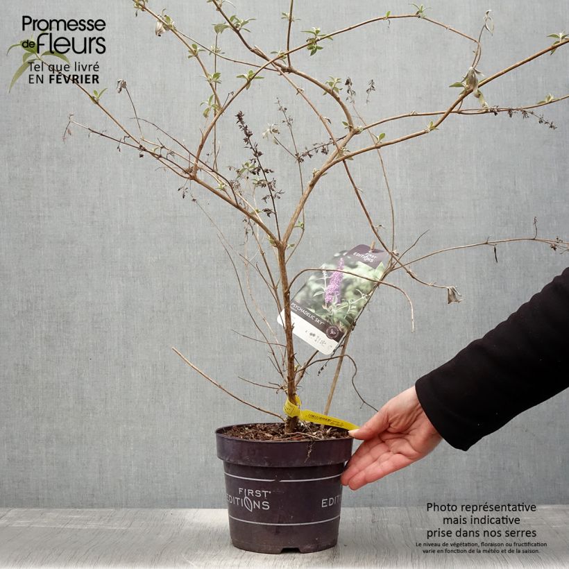 Example of Buddleja Psychedelic Sky - Arbre aux papillons Pot van 2 l/3 l as you get in hiver