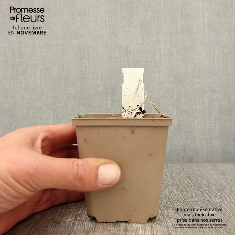Exemplaar van Ajuga incisa Frosted Jade - Japanse zenegroen Kweekpotje van 8/9 cm zoals geleverd in de herfst