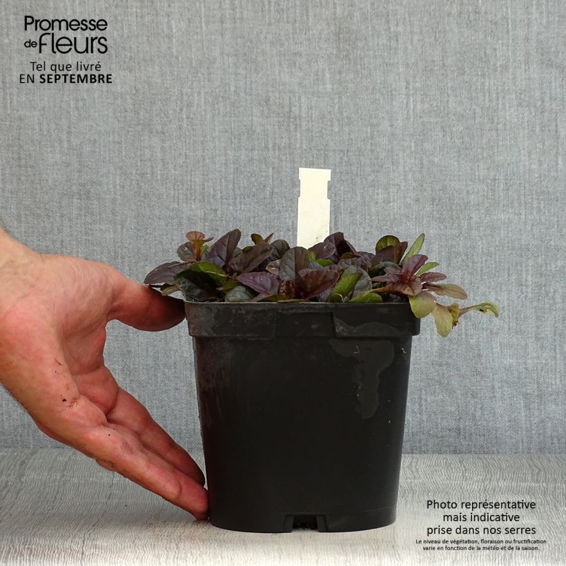 Exemplaar van Ajuga reptans Atropurpurea - Kruipend zenegroen Pot van 2 l/3 l zoals geleverd in de zomer