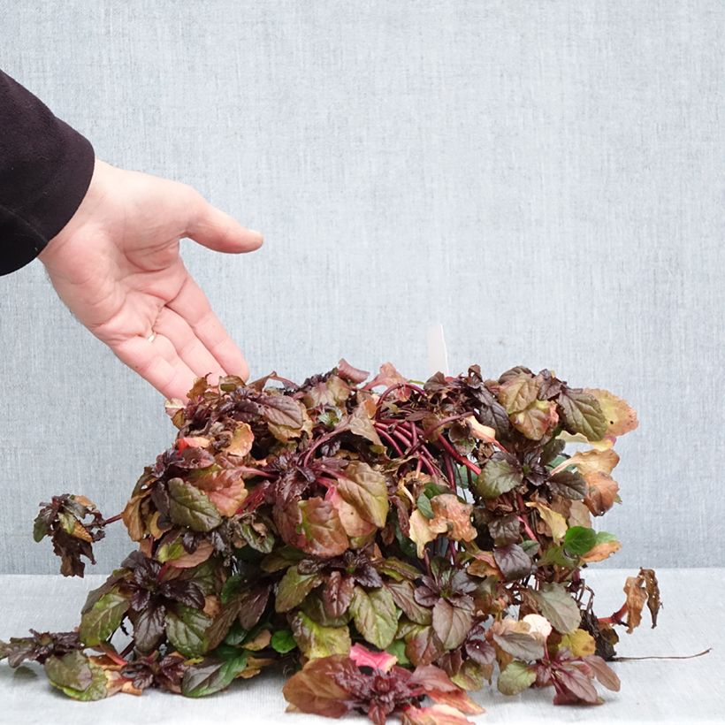 Exemplaar van Ajuga reptans Atropurpurea - Kruipend zenegroen Pot van 2 l/3 l zoals geleverd in de herfst