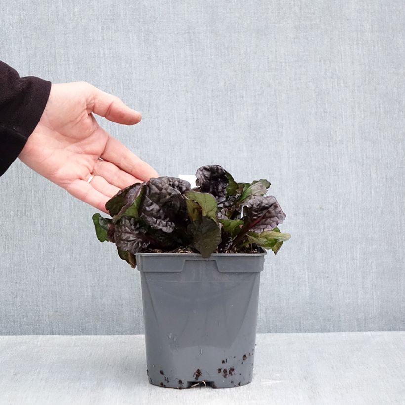 Exemplaar van Ajuga reptans Black Scallop - Kruipend zenegroen Pot van 2 l/3 l zoals geleverd in de herfst