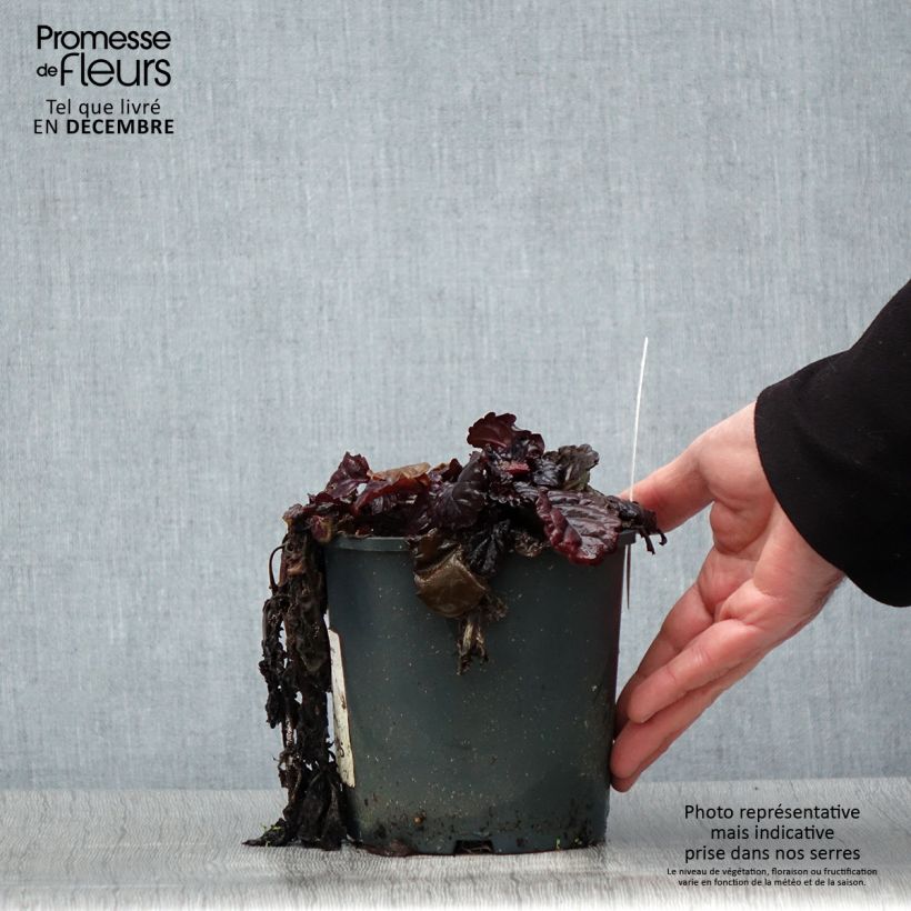 Example of Ajuga reptans Black Scallop - Kruipend zenegroen Pot van 2 l/3 l as you get in hiver