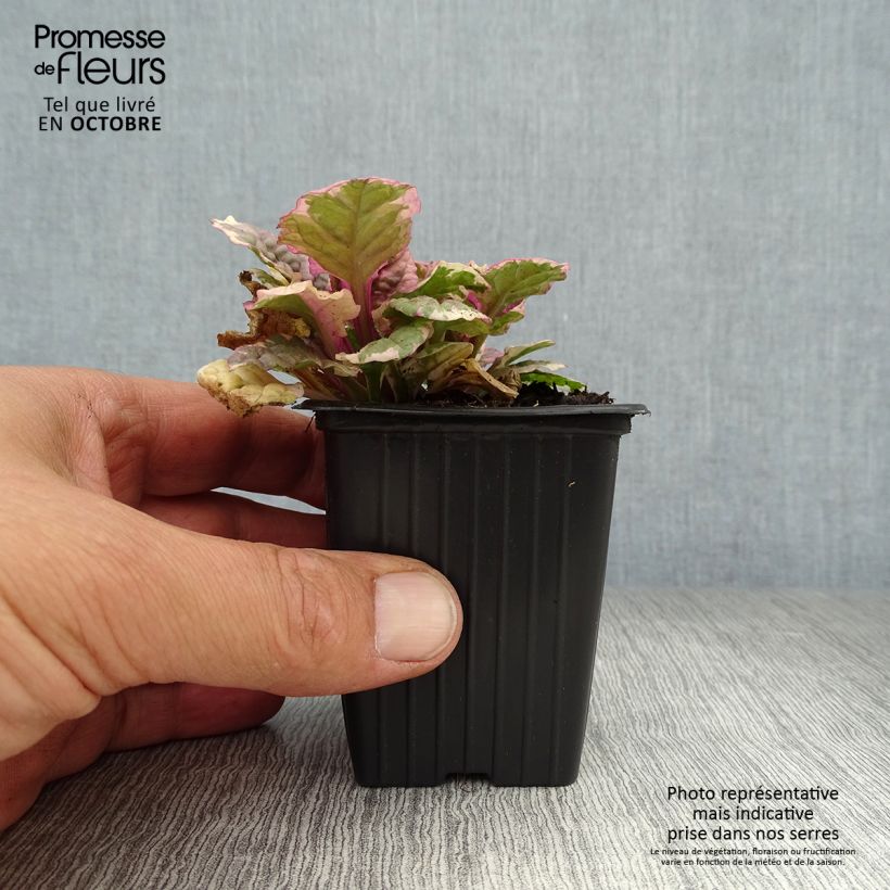 Exemplaar van Ajuga reptans Burgundy Glow - Kruipend zenegroen Kweekpotje van 7/8 cm zoals geleverd in de herfst
